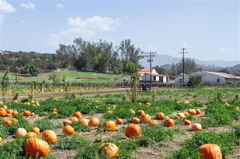 Calabazas frescas en un huerto