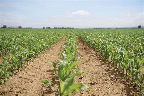 Campo de cultivo siendo tratado con fungicidas