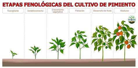 Ciclo de cultivo del pimiento de Padrón