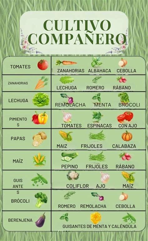 Esquema de asociación de cultivos: pimientos, tomates y albahaca