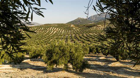 Paisaje de olivos en la comarca del Condado de Jaén