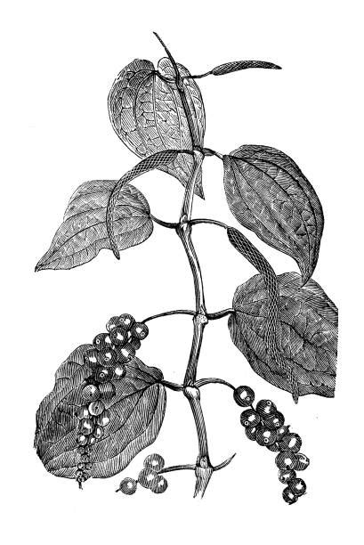Ilustración botánica de Piper nigrum