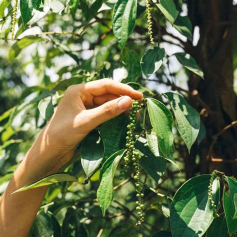 Plantación de pimienta negra con soportes para el crecimiento