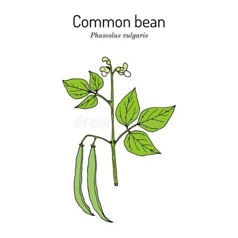 Dibujo botánico de Phaseolus vulgaris, mostrando sus hojas, flores y vainas
