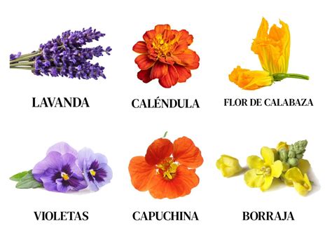 Flores de lavanda comestibles
