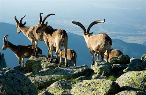 Cabras de Gredos en su entorno natural