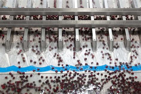 Proceso de deshuesado de cerezas