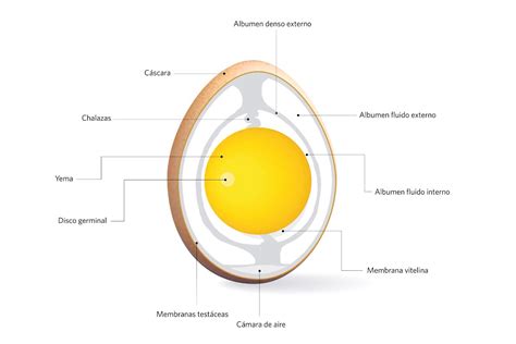 Esquema de las funciones del huevo en la cocina