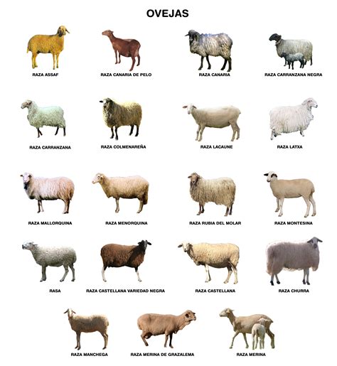 Diferencias entre ovejas con y sin cuernos