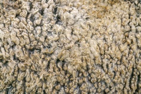 Textura de lana para ovejas