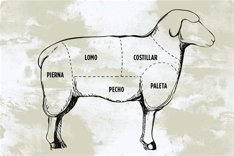 Forma básica del cuerpo de un cordero