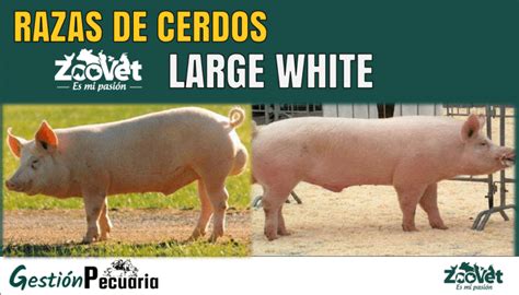 Comparación de cerdos Large White e Ibérico