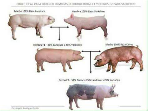 Esquema de cruces de cerdos para mejorar la producción de carne