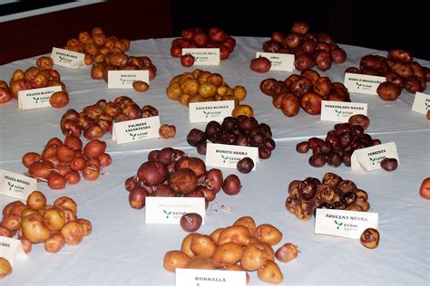 Variedades de papas en Canarias