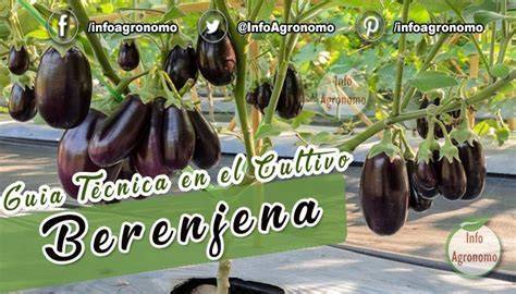 Factores que influyen en la eficiencia técnica del cultivo de berenjena