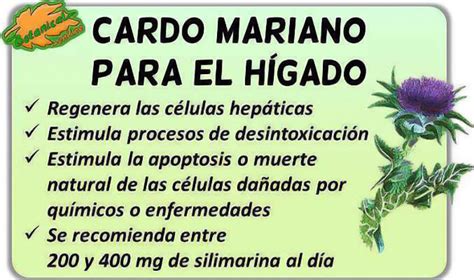 Infografía: Beneficios del cardo mariano para el hígado