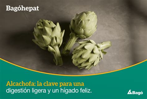 Diagrama: Cómo la alcachofa ayuda a la digestión
