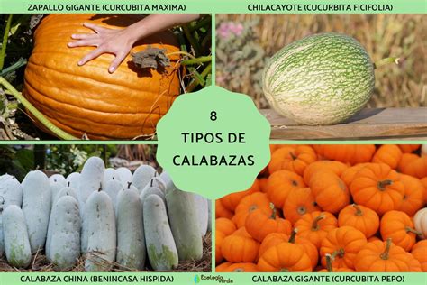 Representación de los usos culturales de la calabaza en diferentes tradiciones