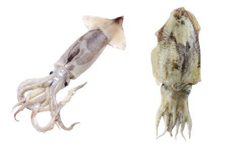 Diferencias entre chipirones y calamares