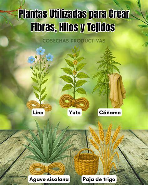Plantas utilizadas para FPJ