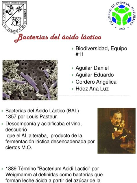 Ilustración de las bacterias del ácido láctico