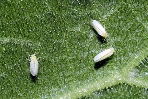 Mosca del frijol adulta sobre una hoja