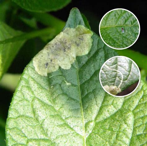 Daño en hoja por larvas de mosca del frijol