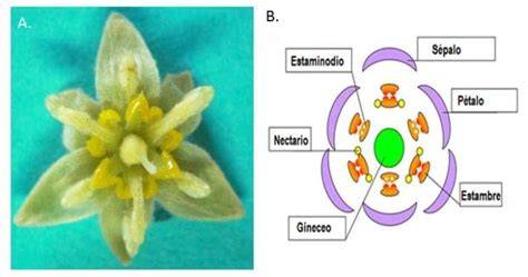 Diagrama de la estructura floral de Antirrhinum majus mostrando la monosimetría