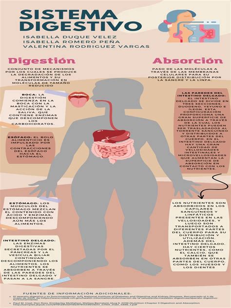 Infografía sobre la digestión de carbohidratos y proteínas en el cuerpo humano