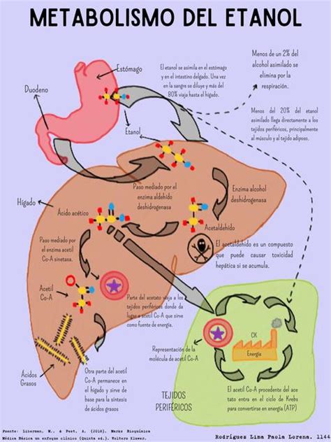 Esquema del metabolismo del etanol en animales