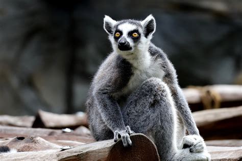 Diferentes especies animales consumiendo frutos