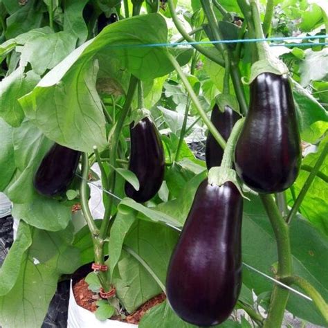 Cultivo de berenjenas en canaletas hidropónicas