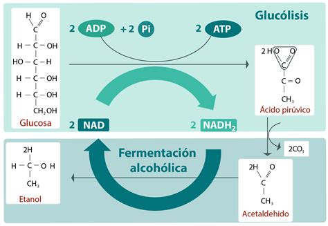 Diagrama del proceso de fermentación alcohólica