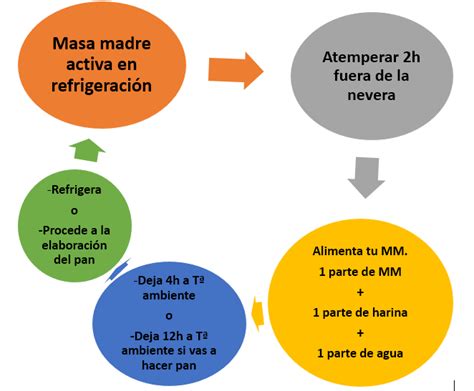 Gráfico del crecimiento de la masa madre día a día