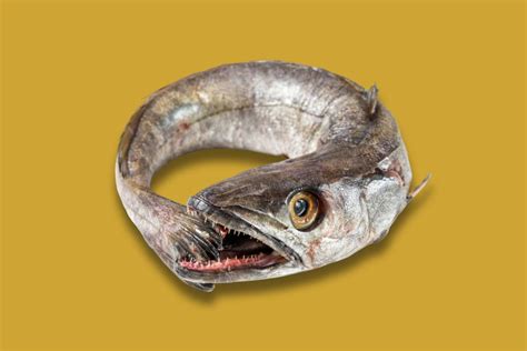 Tipos de merluza: de volanta, de arrastre y de pincho