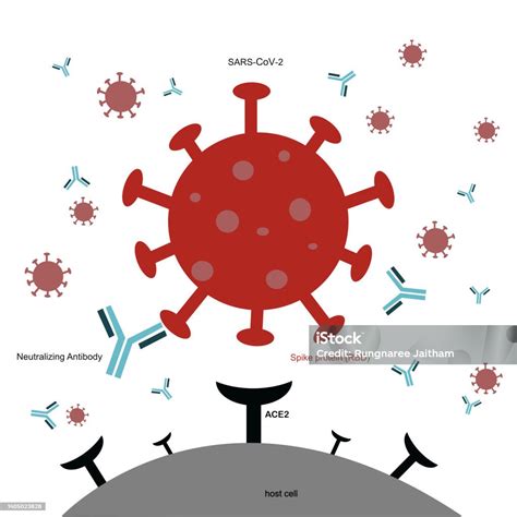 Representación de un anticuerpo neutralizando un virus