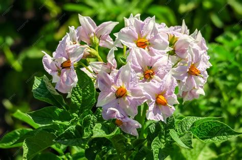 Arbusto de patata Sylvana con flores