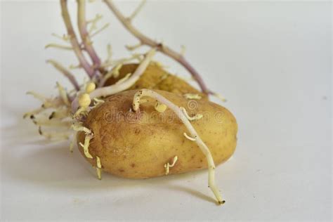 Tubérculos de patata con brotes listos para sembrar