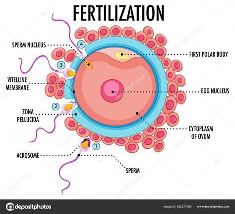 Infografía sobre la fertilización de patatas