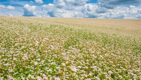 Campo de trigo sarraceno en flor