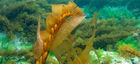 Alga Macrocystis pyrifera en su hábitat natural