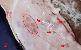 Merluza con larvas de anisakis