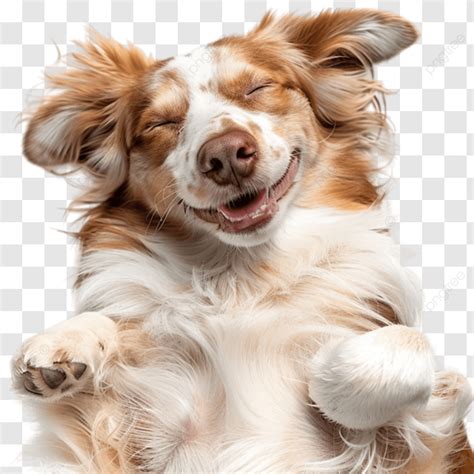 Perro relajado y feliz en una exposición canina