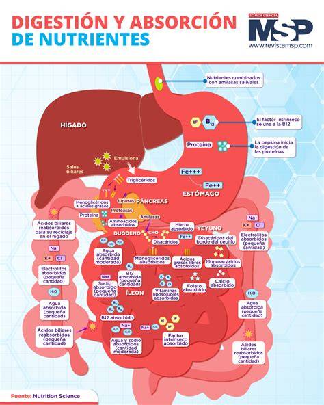 Infografía sobre la interacción de alimentos y absorción de nutrientes