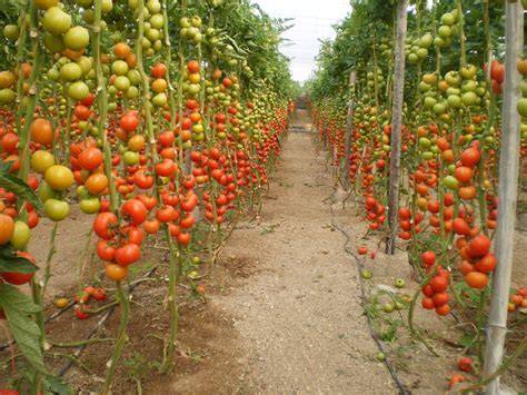 Cultivo de tomate pera Macizo F1