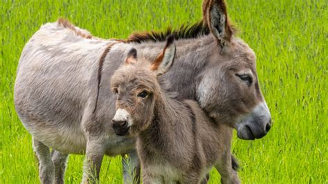 Familia de labradores pozanos con machos y un burro en la calle de La Red de Poza de la Sal en los años 50.