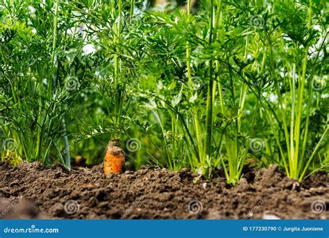 Campo de zanahorias cultivadas