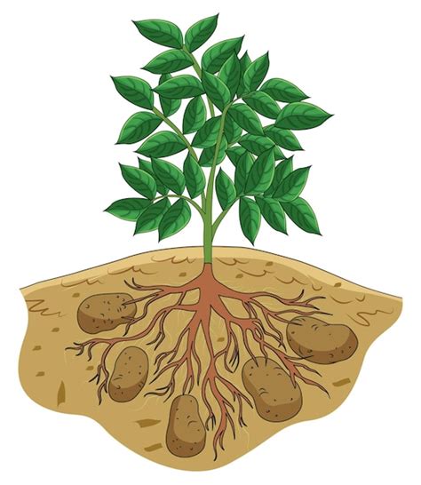 Ilustración de la planta de boniato, mostrando sus tallos rastreros, hojas y raíces tuberosas