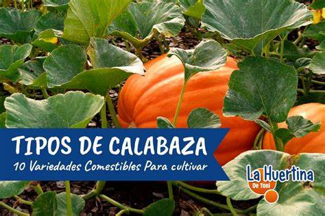 Variedades de calabazas de invierno