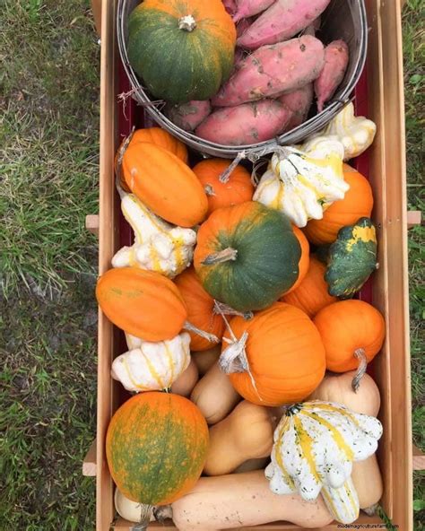 Almacenamiento de calabazas de invierno